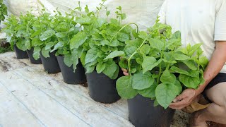 No need to water - Malabar spinach still grows fast, here's why