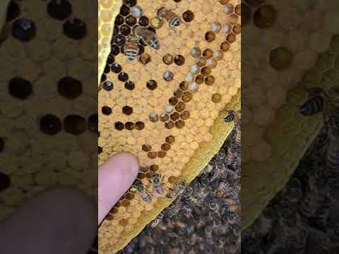 لماذا إختارت النحلة الشكل السداسي ؟