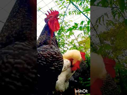 Gallo cantando se feliz con lo que tienes #feedshorts #gallos #chicken #rooster #animals