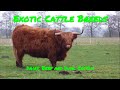 Cattle Breeds and Characteristics