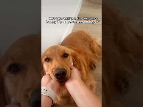 Best decision ever 🥹 that last clip though 🩷. #goldenretreivers #dogshorts #cutepuppies #puppies