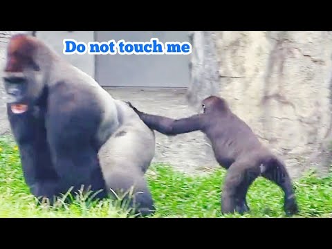 迪哥不喜歡人家碰他😆🤣💦#Djeeco#ゴリラ#迪亞哥#金剛猩猩#taipeizoo #gorilla #台北市立動物園