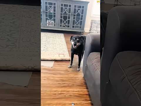I have a parkour athlete in my family #funny #haha #pets #funnyvideo
