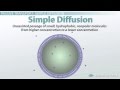 Exploring Passive Transport Mechanisms in Cells
