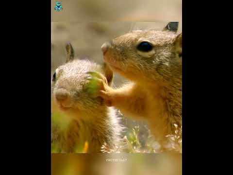 इन जानवरों के बच्चों को कोई हाथ नहीं लगा सकता #shorts  #animals