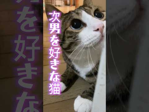 階段の下から二階の様子を伺っている三年前の球太 #cat #tiktok #イカ耳 #保護猫 #猫 #猫のいる暮らし #家族 #癖強い #恋人