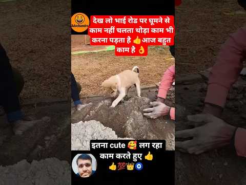 डोगेश किंग 👍👑#viral #funny #short #shortvideo #trending #radhakrishna #youtubeshorts