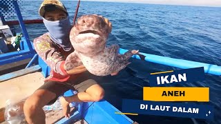 Mancing Ikan Kedalaman Malah Dapat Megalodon Junior