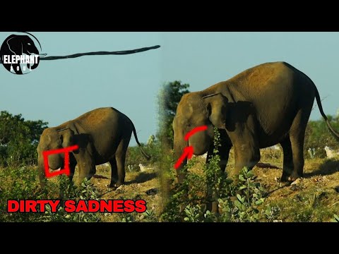 Diseases that can be transmitted to wild elephants from garbage pits Elephant Soul #everyone