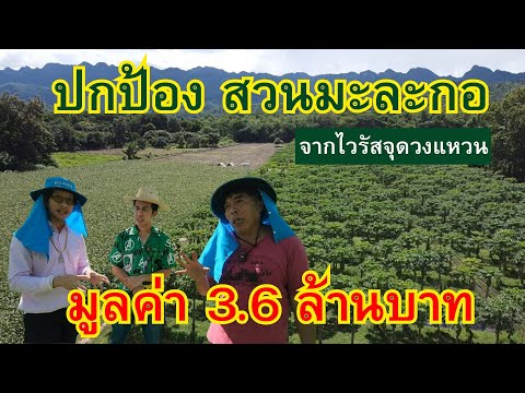 ปกป้องสวนมะละกอมูลค่า3.6ล้านบาทจากไวรัสจุดวงแหวนปลูกมะละกอไว