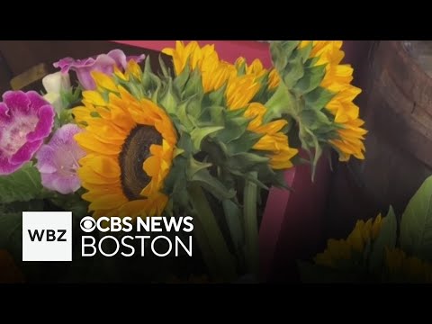 YouTube video thumbnail: Sunflowers Beginning to Peak at Historic Massachusetts Farm