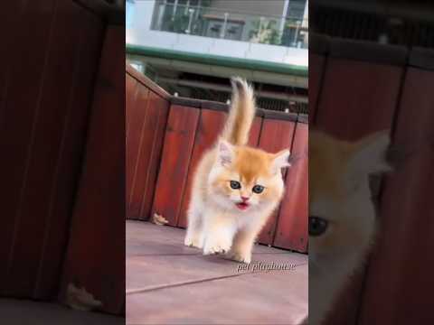 Viral cats video please like ๐๐บ#cat #shorts #viralshort #funny #catlover #cutepet