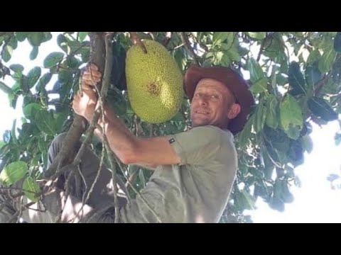 Ginho da Selva está ao vivo!