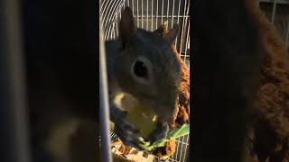 Ozzie’s grape dinner time snack 🍇 #fruit #rehabilitation #squirrel #asmr #wildlife #animals