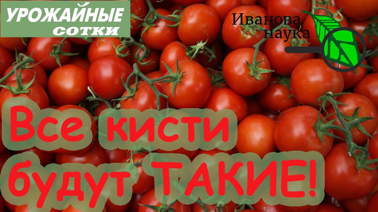 Без подкормок и йода! Вкусные сладкие ароматные томаты