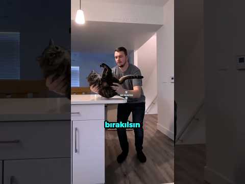 Kediler Hakkında Şaşırtan 3 Gerçek! 😲🐱