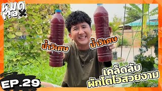 นี่คือน้ำวิเศษที่จะทำให้ผักของทุกคนเติบโตและสวยงาม !!!