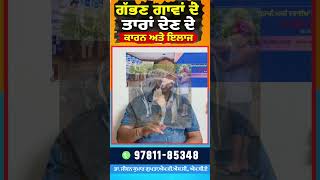 ਗੱਭਣ ਗਾਵਾਂ ਦੇ ਤਾਰਾਂ ਦੇਣ ਦੇ ਕਾਰਨ ਅਤੇ ਇਲਾਜ