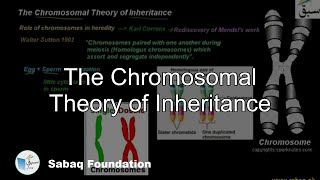 The Chromosomal Theory of Inheritance