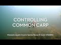 Carp Management and Native Fish Impact