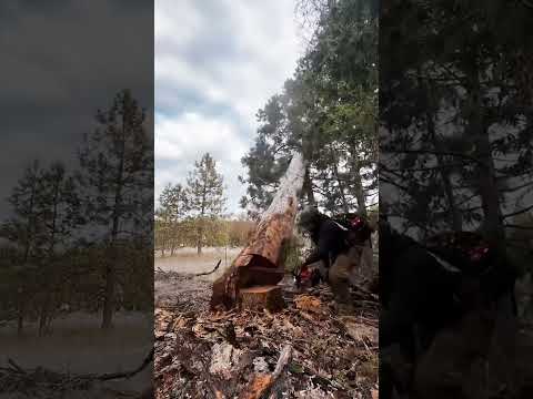 First time tree cutting — the unexpected result #cutdowntrees #satisfying #chainsaw