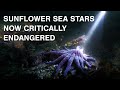 Sunflower Sea Stars Conservation Issues