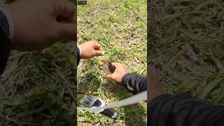 Kenakalan OZMY Kodok V3 #castingharuangabus #ozmy #fishing