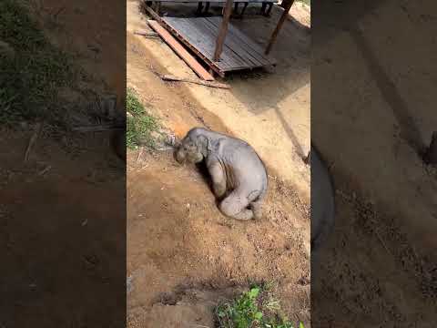 हाथी का बच्चा🐘 मिट्टी में लोट लिया 😯 #shorts #elephant #shortsfeed #shortsviral
