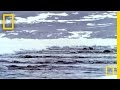 Narwhals: The Unicorns of the Sea