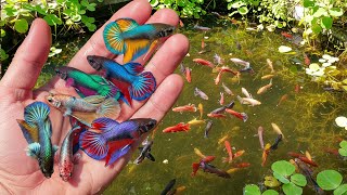 Amazing Catch Colorful Wild Betta Fish At The Rice Field, Alien Betta, Marble Betta, Red Betta Fish