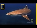 Exploring Hawaii's Underwater World