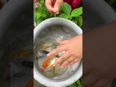 Amazing village Fishing - traditional village Fishing- Fishing with beautiful Nature