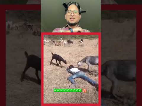 Goat Kitni Mohabbat Karti Hai live Testing || #islamicstatus #islamicvideo #islamicshorts