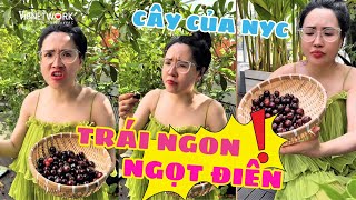 Đợt này lên vườn lúc giữa trưa gặt được nhiều trái ngọt từ cây của NYC, quá là đã đi | Viên Vibi
