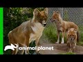 Dhole Behavior and Training Insights