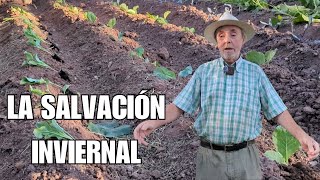 Qué SEMBRAR en VERANO para recoger en Otoño e Invierno