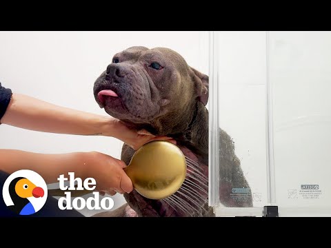 Paralyzed Pittie Loves Bath Time With His Mama | The Dodo