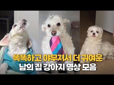 똑똑해서 더 귀여운 남의 집 강아지 모음