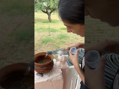 Honey ne pani pilaya chidiya ko #yt #viralshort #ytshort #shortvideo #trendingshorts #vayuranashorts