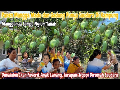 NEKAT‼️PERDANA PANEN MANGGA GADUNG & MADU BUAHNYA LEBAT TH INI || PERTAMA X MBA UMI PULANG KAMPUNG