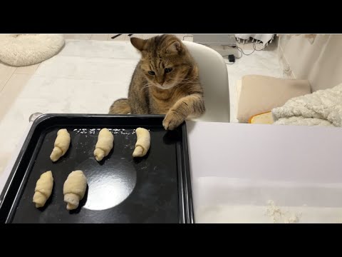 パンを大量生産していたら猫が料理を仕切りだして笑った