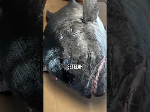 Nelayan Jepang Dengan Karya Seni Yang Luar Biasa😯😯