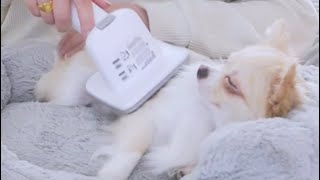 Barley's Grooming Day! 🐾🪮 FULL VIDEO