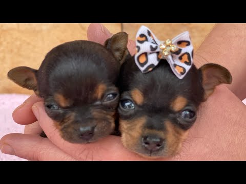 OS MAIS LINDOS NOMES PARA FILHOTES DE CACHORRO MACHO E FÊMEAS | PINSCHER FILHOTES