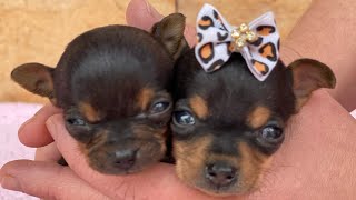 OS MAIS LINDOS NOMES PARA FILHOTES DE CACHORRO MACHO E FÊMEAS | PINSCHER FILHOTES