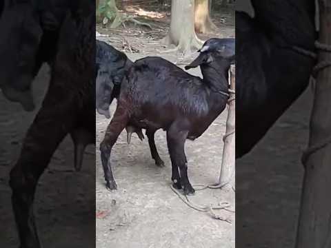 Lots of two goats they very beautiful surprising shoots we enjoy2024/:61