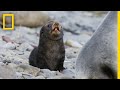 Antarctic Fur Seals Characteristics and Behavior