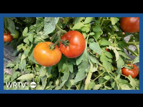 YouTube video thumbnail: Locally Grown Tomatoes are in Demand in Indiana