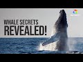 Humpback Whale Anatomy and Behavior