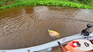 PESCAMOS E PREPARAMOS UM PACU DO JEITO QUE VOCÊ NUNCA VIU! Pescaria no pantanal